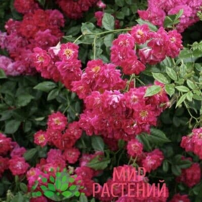 Роза плетистая Super Excelsa. Супер Эксцельза. Кордес. - Питомник саженцев и сортовых растений "Мир растений"