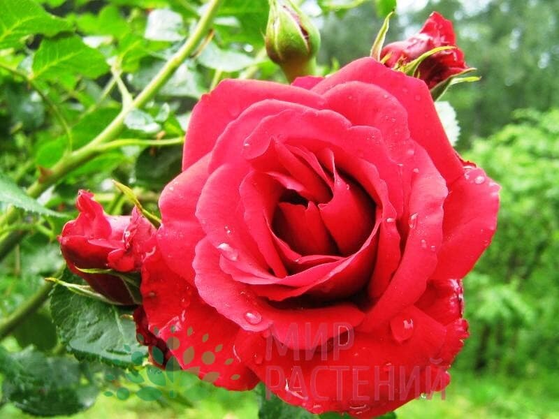 Роза Симпатия (Sympathie) Купить - Питомник саженцев и сортовых растений  Мир растений