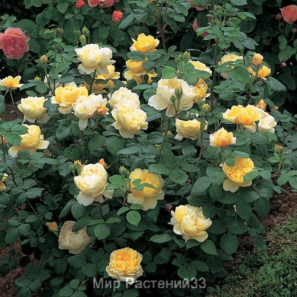 Розы Дэвида Остина (David Austin Roses) - Роза Чарльз Дарвин (CHARLES DARWIN )