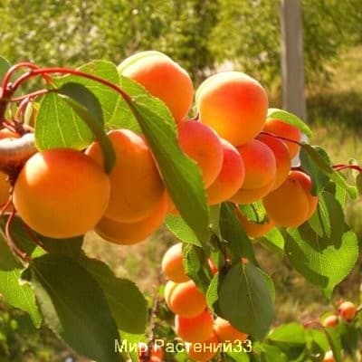 саженец абрикос оранжевое чудо