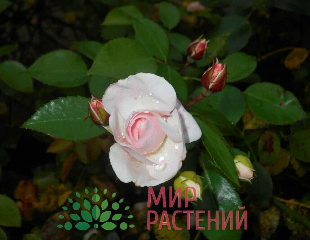 Роза флорибунда Aspirin Rose Аспирин Роз Тантау 3