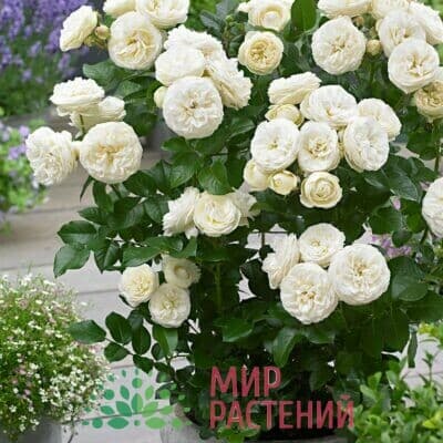 Роза кустовая Artemis Артемис Тантау 3