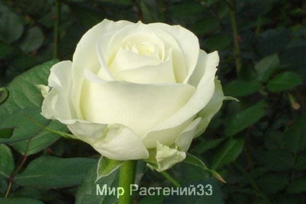 Роза чайно-гибридная Avalanche. Аваланш. Россия.