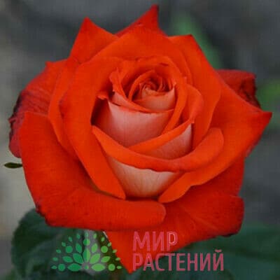 Роза Верано