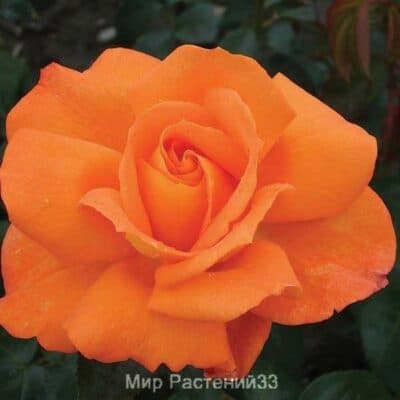 Роза чайно-гибридная Sparkle. Спаркл. Россия.