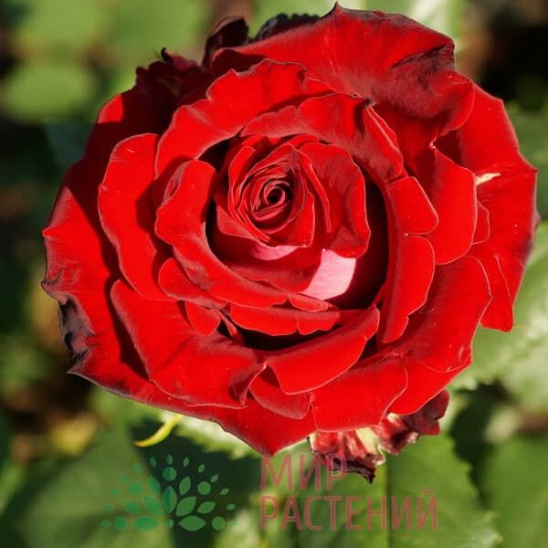 Роза флорибунда Ruby Red. Руби Ред. Россия.