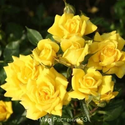 Роза почвопокровная Limesgold. Лаймсголд. Россия.