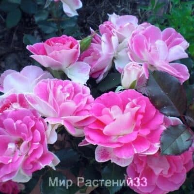 Роза флорибунда Regensberg. Регенсберг. Россия.