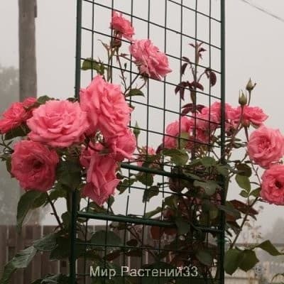 Роза плетистая Ramira. Рамира. Россия.
