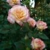 Штамбовая роза Aquarell. Акварель /90 см. Тантау.