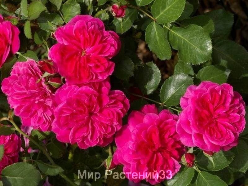 Роза флорибунда Sangria. Сангрия. Россия.