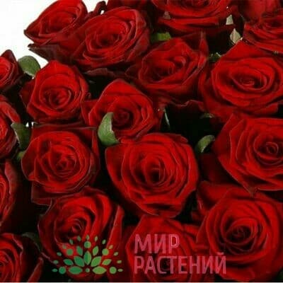 Роза чайно-гибридная Red Naomi. Ред Наоми. Россия.