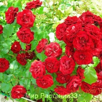 Роза флорибунда Lilli Marleen. Лили Марлен. Россия.