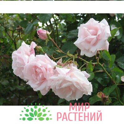 Роза л.Нью Даун