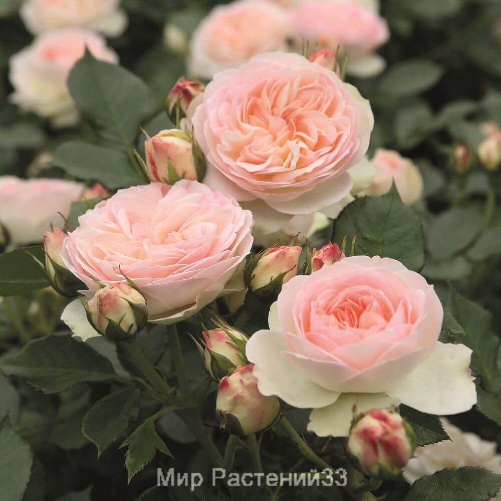 Роза флорибунда Pastella. Пастелла. Россия.