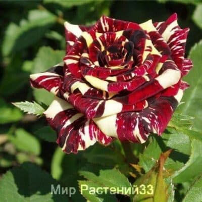 Роза чайно-гибридная Abrakadabra. Абракадабра. Россия.