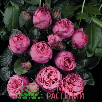 Роза Пинк Пиано Роза чайно-гибридная Pink Piano. Пинк Пиано. Тантау-1