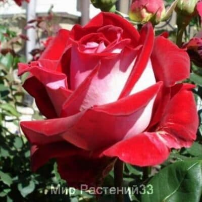 Роза чайно-гибридная Luxor. Люксор. Россия.