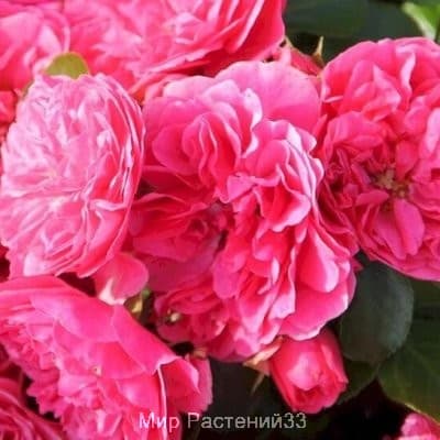 Роза почвопокровная Pink Swany. Пинк Свани. Россия.