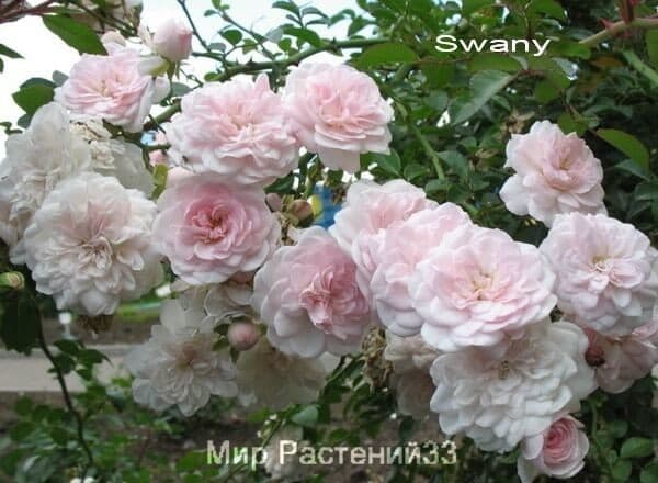 Роза почвопокровная Swany. Свани. Россия.
