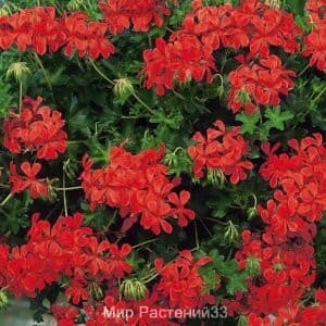 Пеларгония плющелистная Decora Red