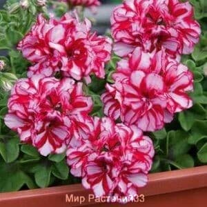 пеларгония плющелистная MEXIKANERIN