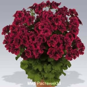 пеларгония королевская Regalia DARK RED