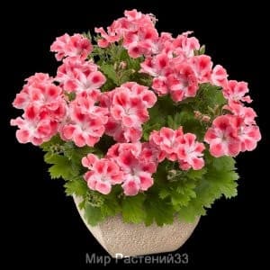 пеларгония королевская Candy Flowers® PEACH CLOUD