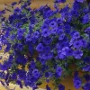 Петуния ампельная синяя