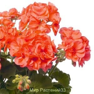 пеларгония зональная Quality STEFANIE