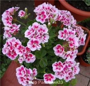 пеларгония куствая Flower Fairy WHITE SPLASH