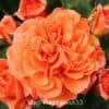 Роза флорибунда Orangerie. Оранжери. Кордес.
