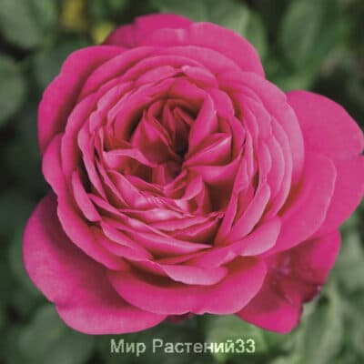 Роза чайно-гибридная J. W. von Goethe Rose. Иоганн Вольфганг фон Гете Роуз. Тантау.