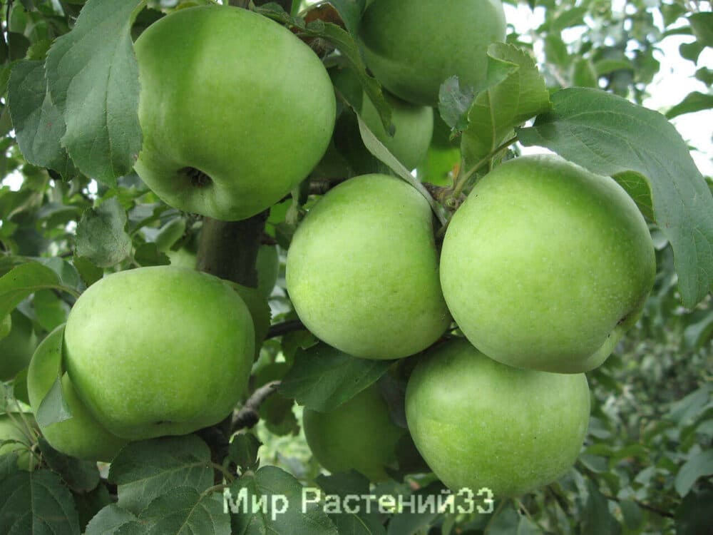 симиренко яблоня