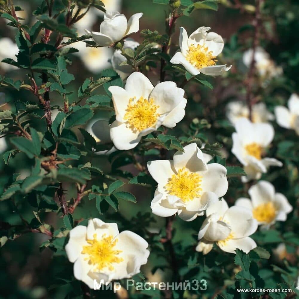 Роза парковая Pimpinellifolia. Пимпинелифолия. Кордес.