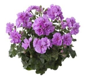 Пеларгония плющелистная Marlen