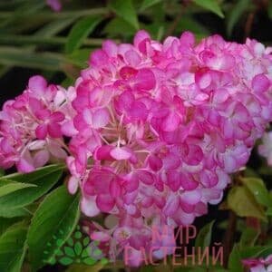 Гортензия метельчатая Сандей Фрайз (Sundae Fraise)