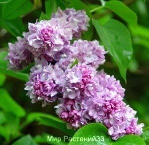 Сирень Катерина Хавемейер.