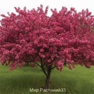 Яблоня Роялти