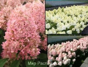 Гортензия метельчатая Меджикл Свит Самер (Magical Sweet Summer)