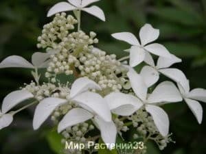 Гортензия метельчатая Грейт Стар (Great Star)