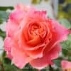 Штамбовая роза Augusta Luise. Августа Луиза /90 см. Тантау.