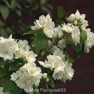 Чубушник гибридный Дам Бланш (Dame Blanche)