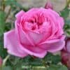 Роза чайно-гибридная Pompadour. Помпадур. Делбар.