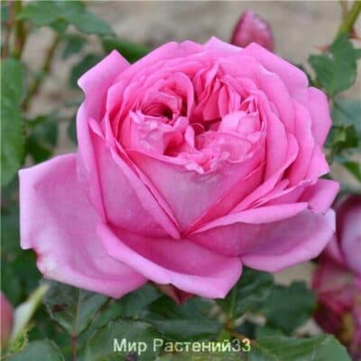 Роза чайно-гибридная Pompadour. Помпадур. Делбар.