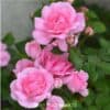 Роза флорибунда Centenaire de Lourdes (Rose). Сентенёр де Люрд (Роуз). Делбар.