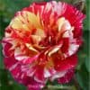 Роза чайно-гибридная Maurice Utrillo. Морис Утрилло. Делбар.
