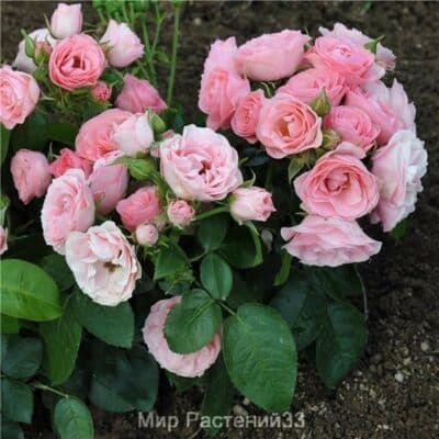 Роза полиантовая Bouquet de Mariée. Буке де Марье. Делбар.