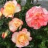 Роза полиантовая Rose de Lourdes. Роз де Люрд. Делбар.