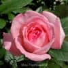 Роза чайно-гибридная Fragonard. Фрагонар. Делбар.
